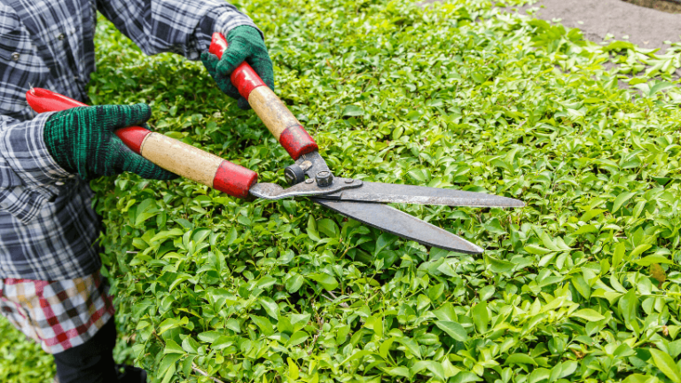 jardineria-servicios